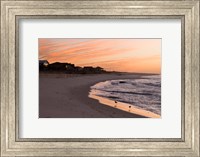 Alabama, Gulf Shores, Beach, shore birds Fine Art Print