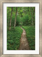 North Country Trail Fine Art Print