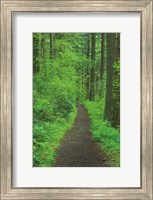 Hiking Trail in Columbia River Gorge II Fine Art Print