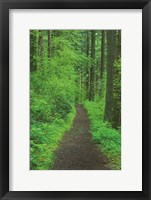 Hiking Trail in Columbia River Gorge II Fine Art Print