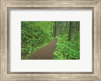 Hiking Trail in Columbia River Gorge I Fine Art Print