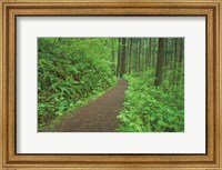 Hiking Trail in Columbia River Gorge I Fine Art Print