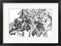 Botanical BW IV Fine Art Print