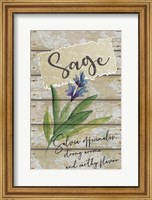 Sage Fine Art Print