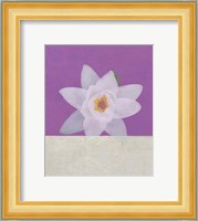 Water Lily Fine Art Print