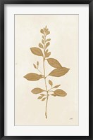Botanical Study VIII Gold Fine Art Print