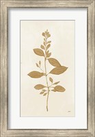 Botanical Study VIII Gold Fine Art Print