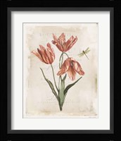 Antiquarian Blooms III Framed Print