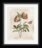 Antiquarian Blooms VI Framed Print