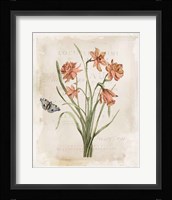 Antiquarian Blooms V Framed Print