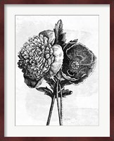 Spa Botanical III BW Crop Fine Art Print