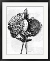 Spa Botanical III BW Crop Fine Art Print