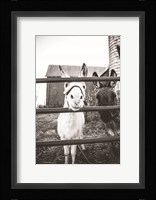 Donkeys Fine Art Print