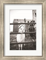 Donkeys Fine Art Print