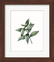 Eucalyptus IV Fine Art Print