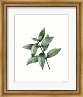 Eucalyptus IV Fine Art Print