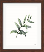 Eucalyptus V Fine Art Print