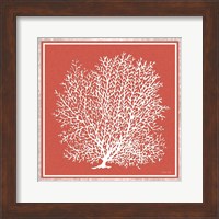 Coastal Coral on Red II Fine Art Print