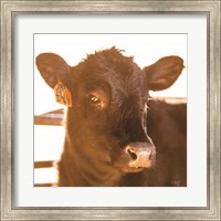 Baby Cow I Fine Art Print