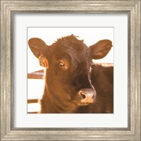 Baby Cow I Fine Art Print