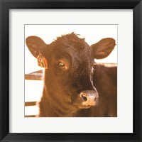 Baby Cow I Fine Art Print
