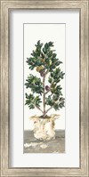 Olive Tree Fine Art Print