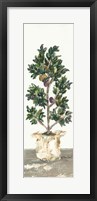 Olive Tree Fine Art Print