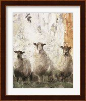 Three Sheep Fine Art Print