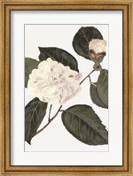 White Botanical I Fine Art Print