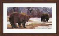 Montana Bears Fine Art Print