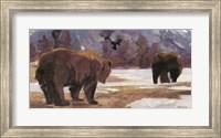 Montana Bears Fine Art Print