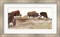 Montana Buffalo Fine Art Print