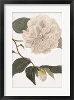 White Botanical II Fine Art Print