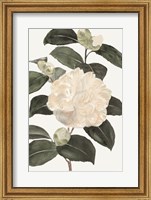 White Botanical III Fine Art Print