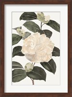 White Botanical III Fine Art Print