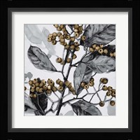 Holly Shadow I Framed Print