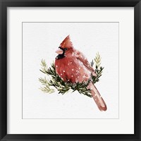 Cardinal with Snow II Framed Print