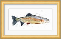 Watercolor Rainbow Trout I Fine Art Print