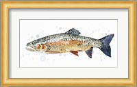 Watercolor Rainbow Trout II Fine Art Print