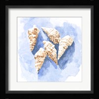 Shell Impressions II Framed Print