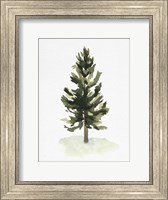 Watercolor Pine I Fine Art Print