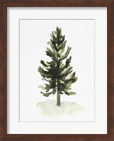 Watercolor Pine I Fine Art Print