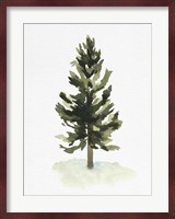 Watercolor Pine I Fine Art Print