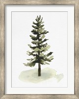 Watercolor Pine II Fine Art Print