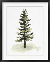 Watercolor Pine II Fine Art Print