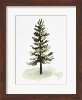 Watercolor Pine II Fine Art Print