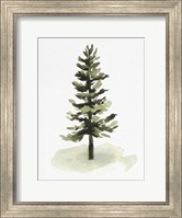 Watercolor Pine II Fine Art Print