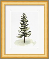 Watercolor Pine II Fine Art Print