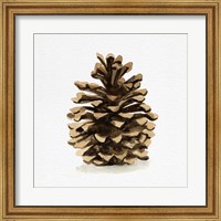 Conifer Cone I Fine Art Print
