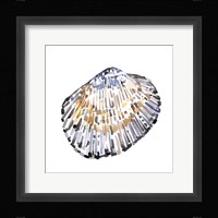 Simple Shells IV Framed Print